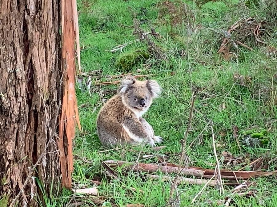 A koala rests beside a tree, looking to camera 