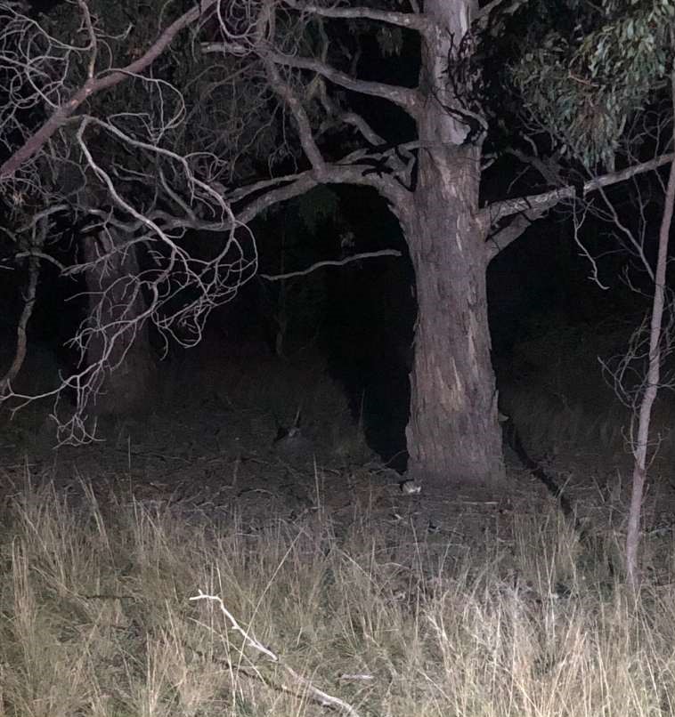 An Eastern Barred Bandicoot sits under a large gum tree at night