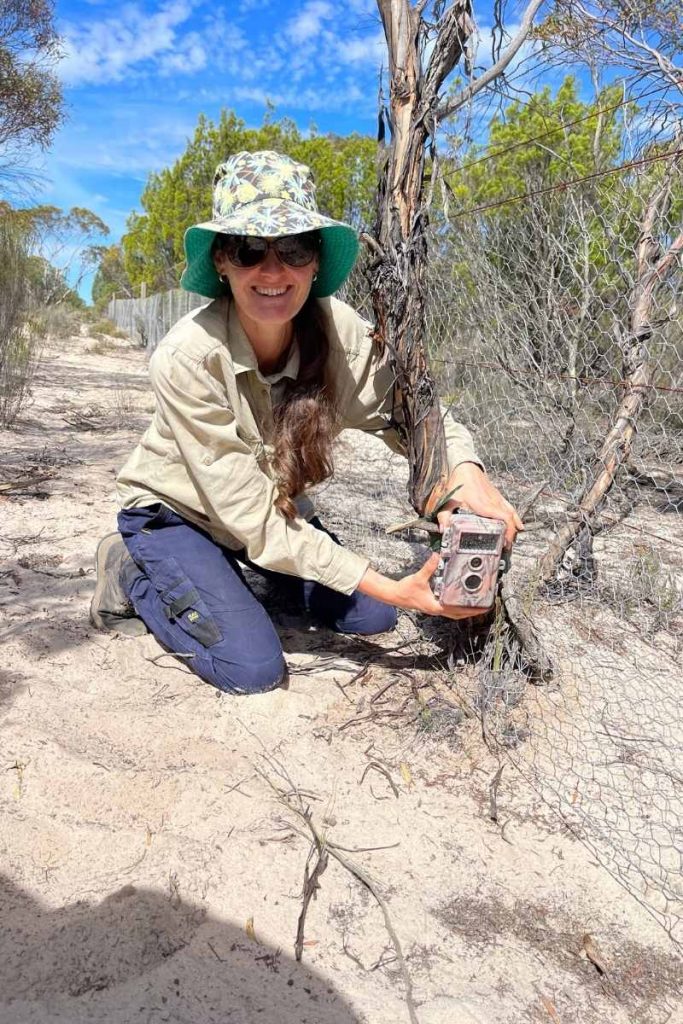 Person kneeling along fence line placing camera to capture images of Mallefowl
