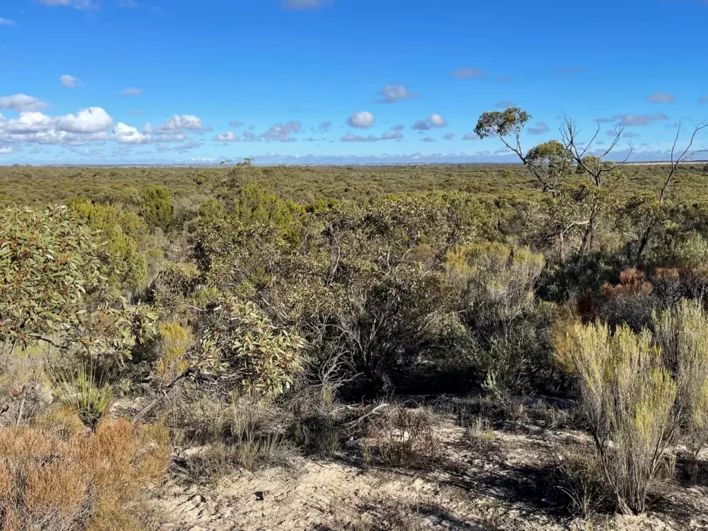 Mallee woodland at Telopea Downs  