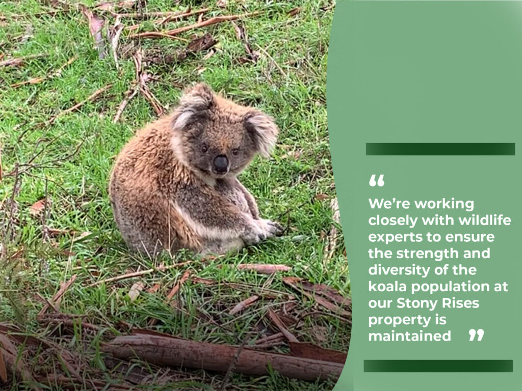 A composite image of a koala and text about wildlife experts working to ensure the diversity of a koala population  