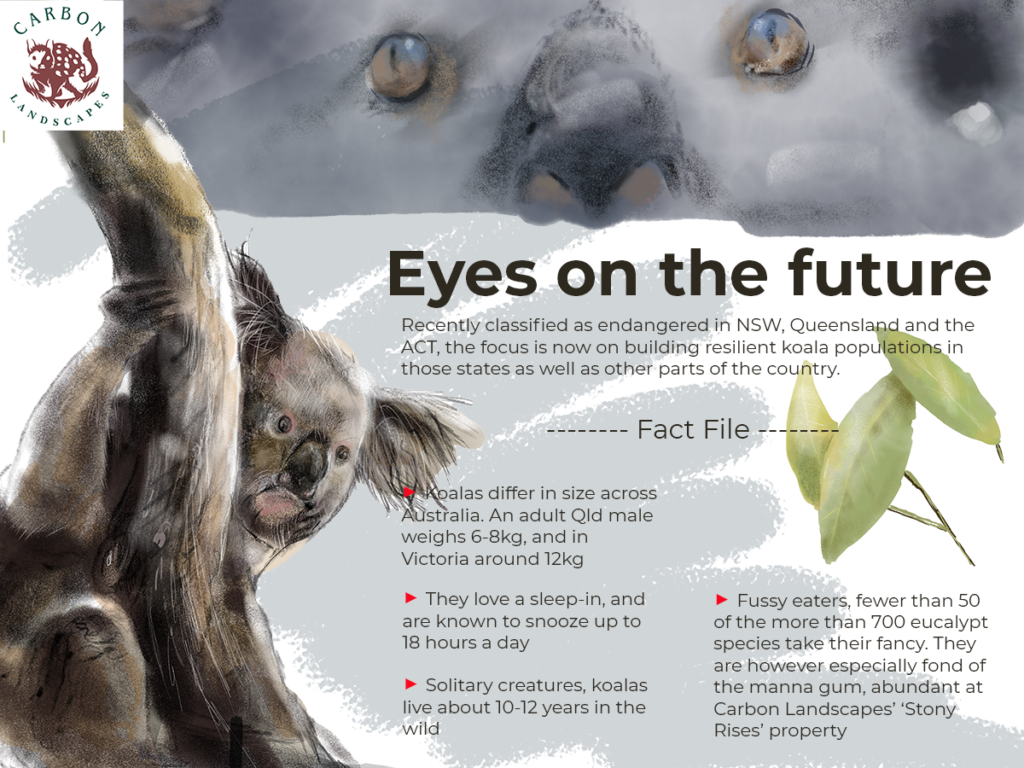 An infographic on koalas, containing a fact file about their habits