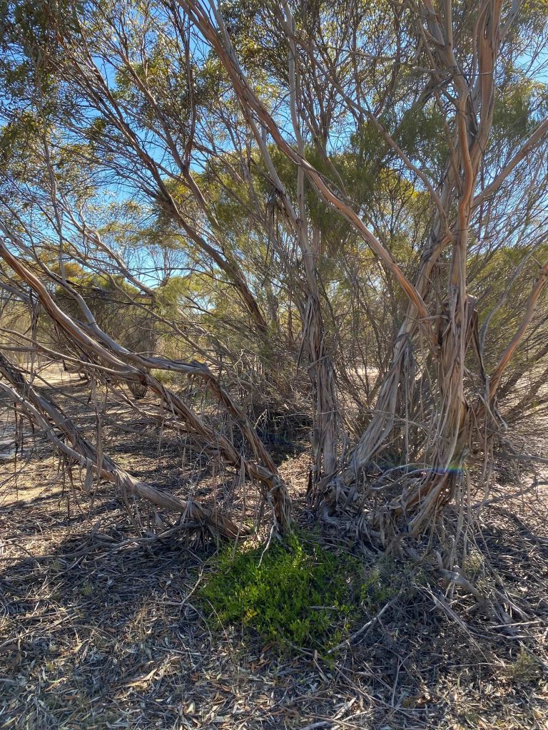 Green leaf Mallee at Telopea Downs