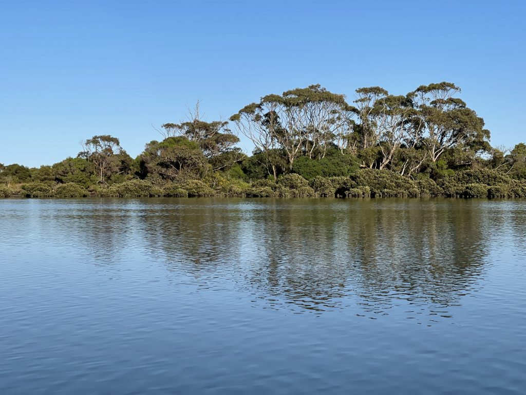 A forested island surrounded by mangroves with an expanse of water in the foreground
