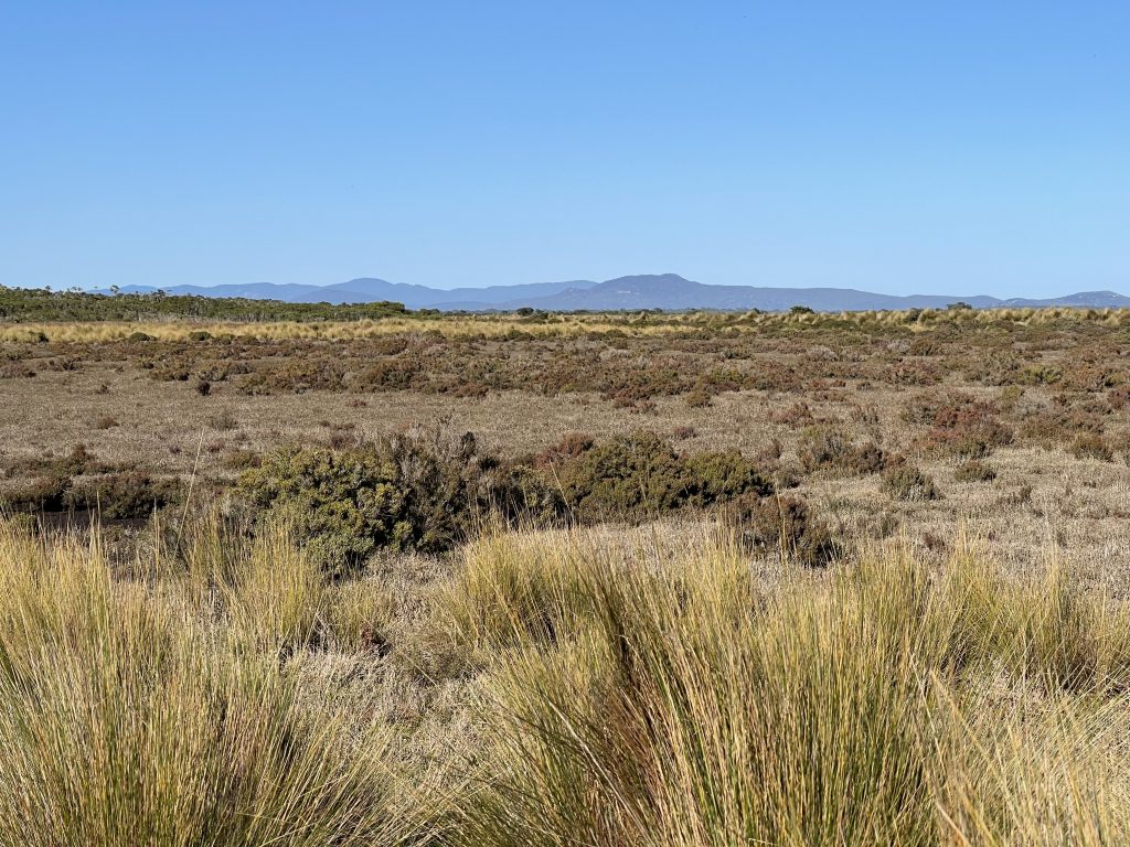 A natural landscape with large spiky grass tufts in the foreground, low shrubs and mountains and blue sky in the background.