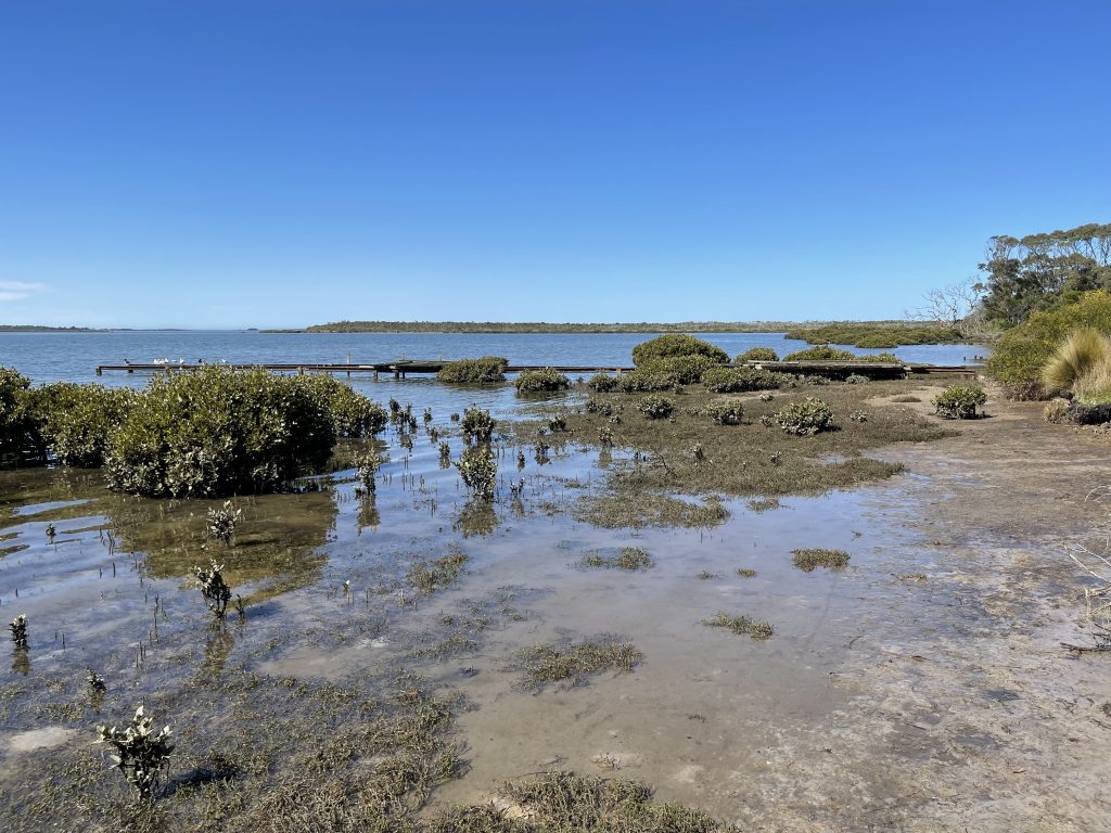 Muddy shallow water with mangroves and jetty