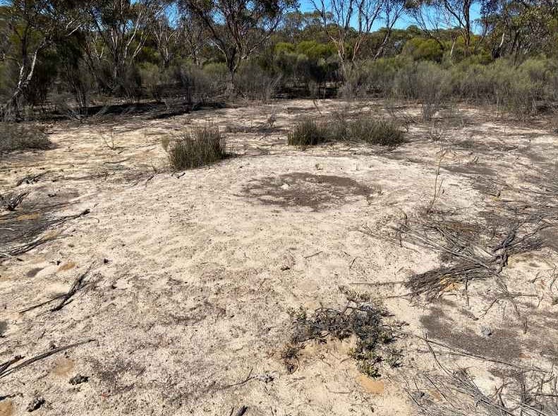 Malleefowl mound at Carbon Landscapes' Telopea Downs property