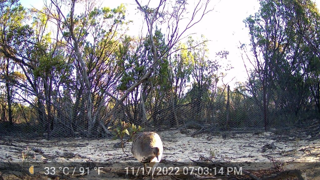 Malleefowl (a large ground-dwelling bird) in the foreground, with sandy soil and scrubby trees in the background beyond a chicken wire fence