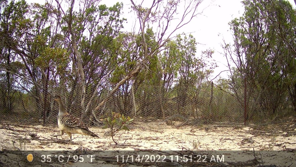 Malleefowl (a large ground-dwelling bird) in the foreground, with sandy soil and scrubby trees in the background beyond a chicken wire fence.