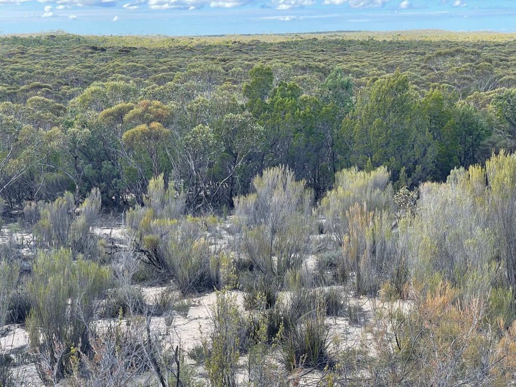 Desert bush extends to the horizon, shrubs and sand in the foreground, mature trees in the background